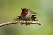 Ruby throated Hummingbird
