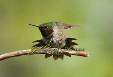 Ruby throated Hummer #2