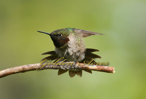 Ruby throated Hummer #2