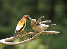 Feeding Baby Grosbeak