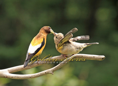 Feeding Baby Grosbeak