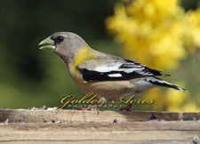 "Mrs. Grosbeak"