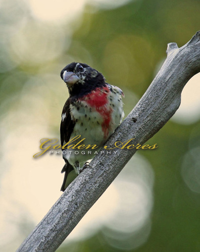 Immature Rose-Breasted Grosbeak