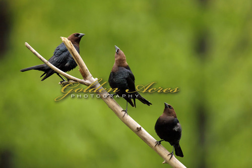 Cowbird trio