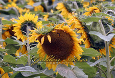 Sunflower field