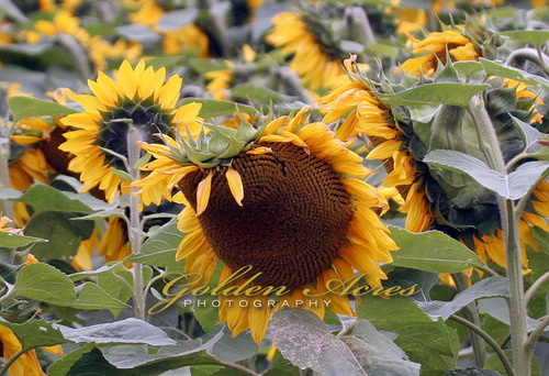 Sunflower field