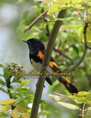 American Redstart