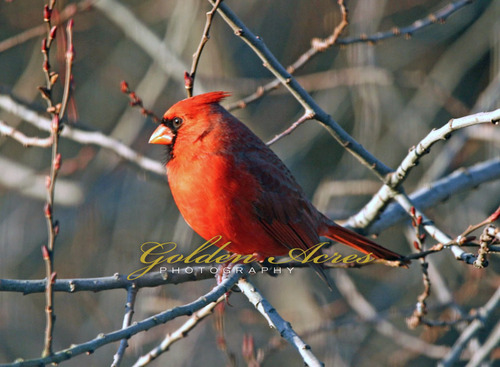 Winter Cardinal