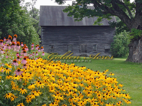 Summer Barn