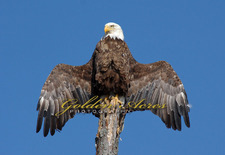 "Eagle Totem"