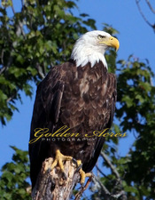 Umbagog Eagle