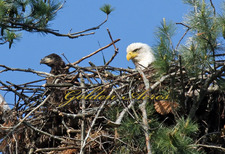 Orford Bald Eagle Nest