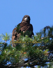  Bald Eagle Fledgling