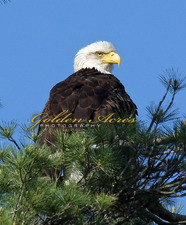 Orford Adult Eagle