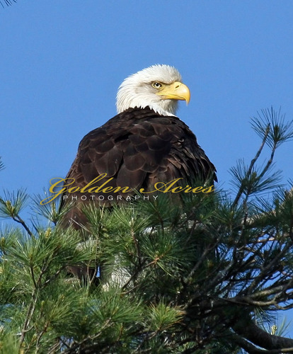 Orford Adult Eagle