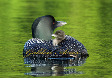 North Cove Loon Carrying Chick