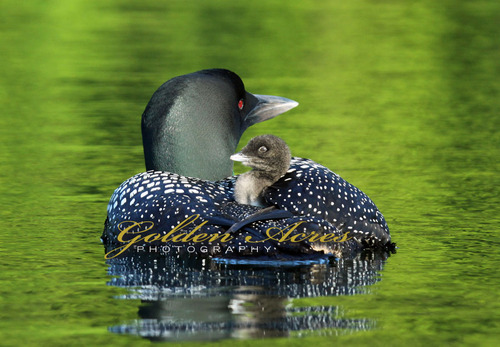 North Cove Loon Carrying Chick