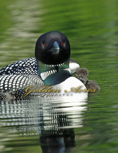 Sheltering the New Hatchling