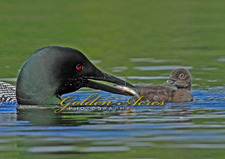 Feeding the New Chick 2009
