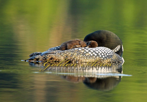 Naptime at Dawn