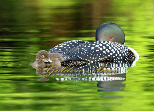Keeping a Watchful Eye on the Chick