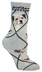 Border Terrier on gray PH991