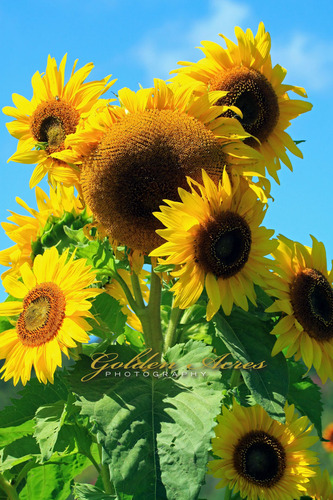 Mammoth Sunflowers