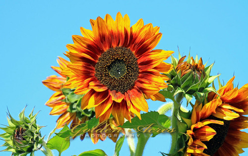 Hybrid Sunflowers