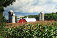 Maple Road Farm