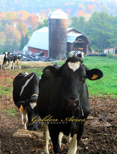 Vermont dairy farm
