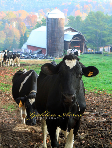 Vermont dairy farm