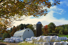 Maple Row Farm