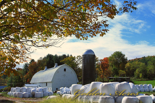 Maple Row Farm