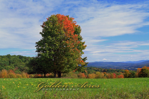 Autumn on Neal Hill