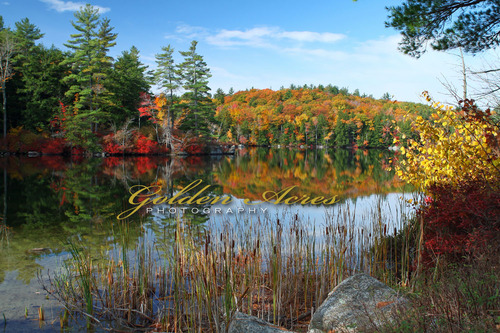 Loon Pond 2010 #96