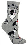 Boston Terrier on gray PH1042