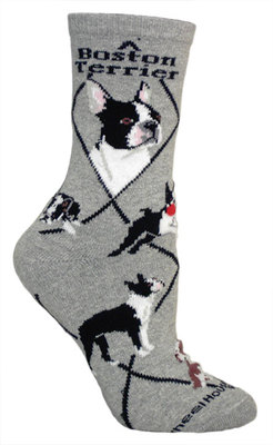 Boston Terrier on gray PH1042