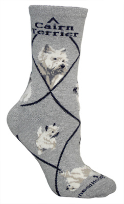 Cairn Terrier on gray PH1067