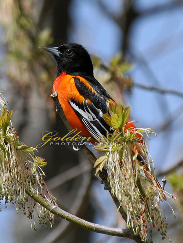 Baltimore Oriole, Lyme NH