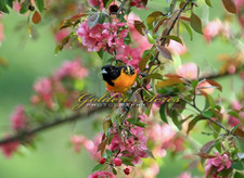 Baltimore Oriole in Apple Tree