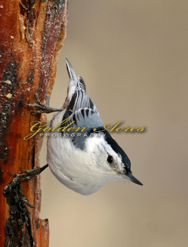 White -Breasted Nuthatch
