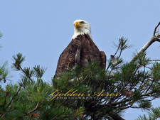 Orford, NH Bald Eagle