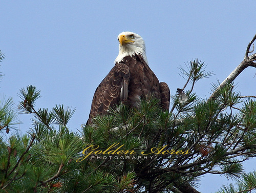 Orford, NH Bald Eagle