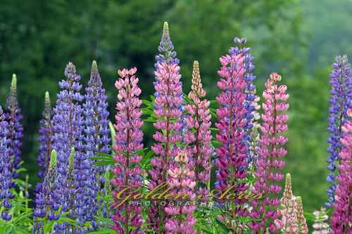 Lupines in the Rain