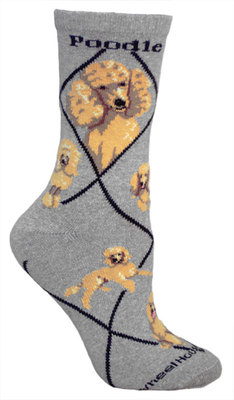 Poodle, Apricot on gray PH1084