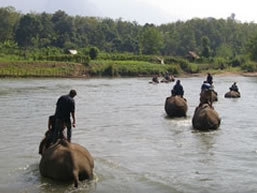 Elephant safari, Laos