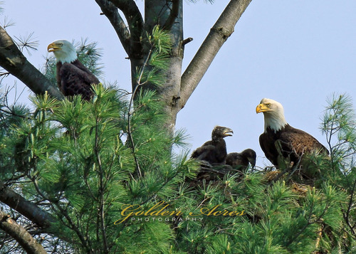 Orford Eagles Nest 2011