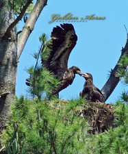 Growing Bald Eagle Chicks