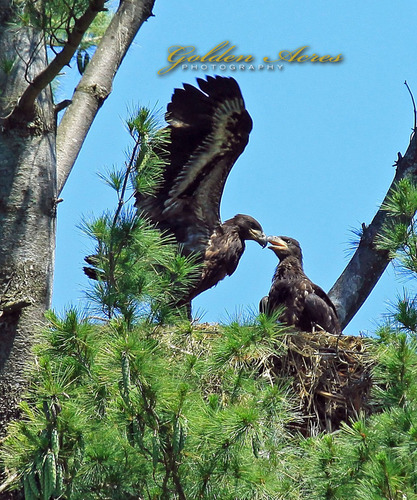 Growing Bald Eagle Chicks