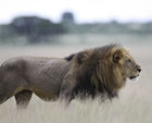 Botswana Kalahari Wilderness Safari
